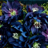 Helleborus WINTER JEWELS™ 'Onyx Odyssey'