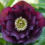 Helleborus WINTER JEWELS™ 'Onyx Odyssey'