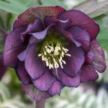 Helleborus WINTER JEWELS™ 'Onyx Odyssey'