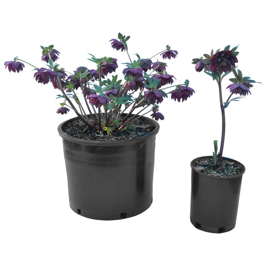 Helleborus WINTER JEWELS™ ‘Onyx Odyssey’ TERRA NOVA® Nurseries, Inc.