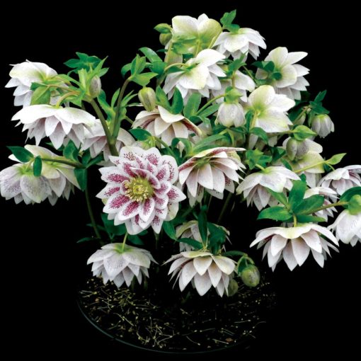 Helleborus WINTER JEWELS™ 'Painted Doubles'