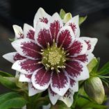 Helleborus WINTER JEWELS™ 'Painted Doubles'