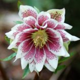 Helleborus WINTER JEWELS™ 'Painted Doubles'