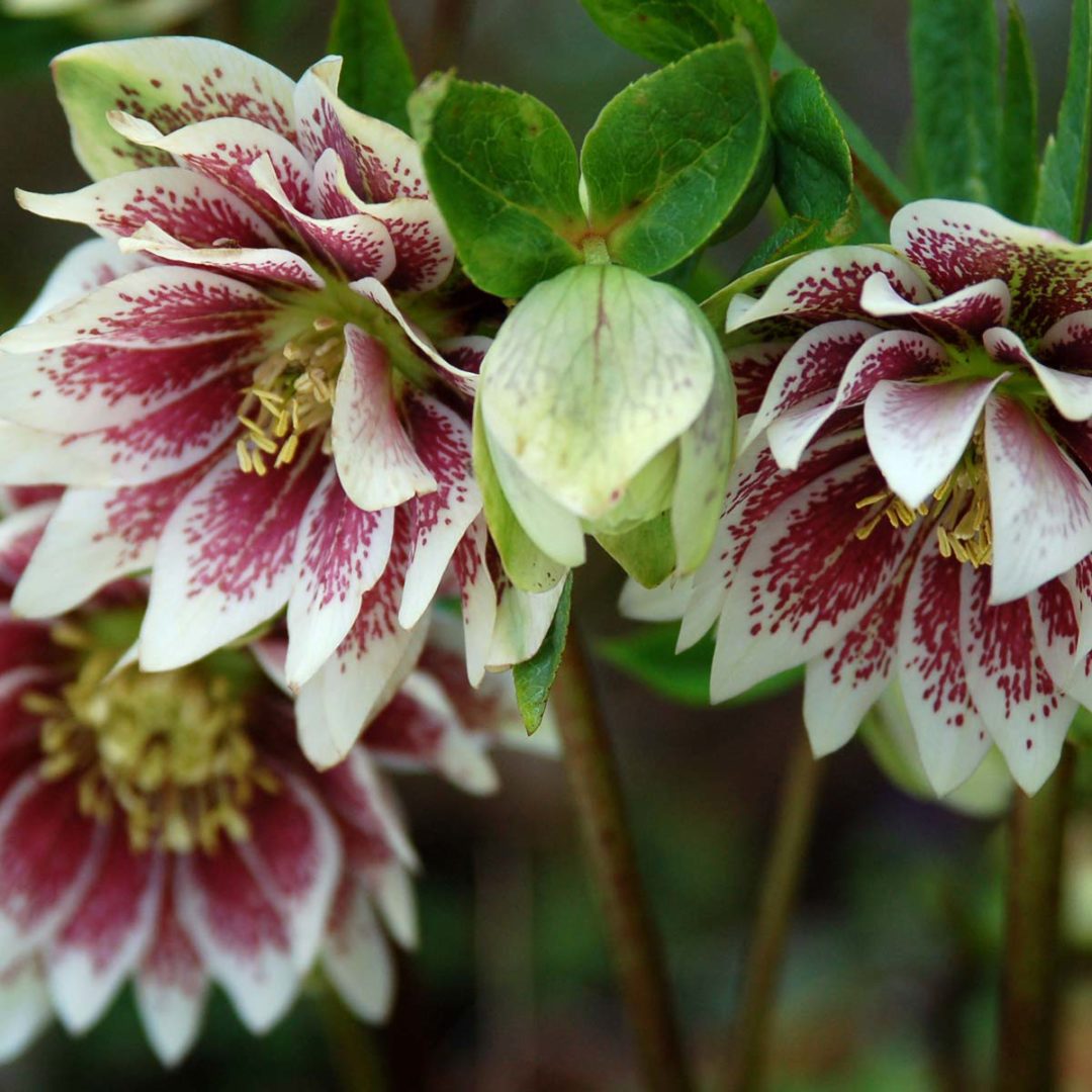 Helleborus WINTER JEWELS™ ‘Painted Doubles’ TERRA NOVA® Nurseries, Inc.