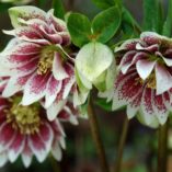 Helleborus WINTER JEWELS™ 'Painted Doubles'