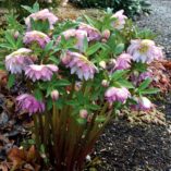 Helleborus WINTER JEWELS™ 'Peppermint Ice'