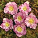 Helleborus WINTER JEWELS™ 'Peppermint Ice'