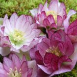 Helleborus WINTER JEWELS™ 'Peppermint Ice'