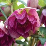 Helleborus WINTER JEWELS™ 'Peppermint Ice'