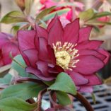 Helleborus WINTER JEWELS™ 'Red Sapphire'