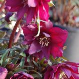 Helleborus WINTER JEWELS™ 'Red Sapphire'