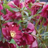 Helleborus WINTER JEWELS™ 'Red Sapphire'