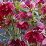 Helleborus WINTER JEWELS™ 'Red Sapphire'