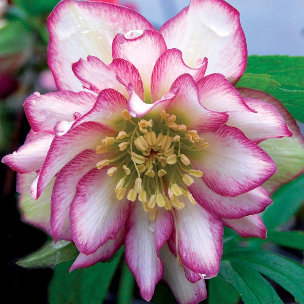 Helleborus WINTER JEWELS™ ‘Rose Quartz’ TERRA NOVA® Nurseries, Inc.
