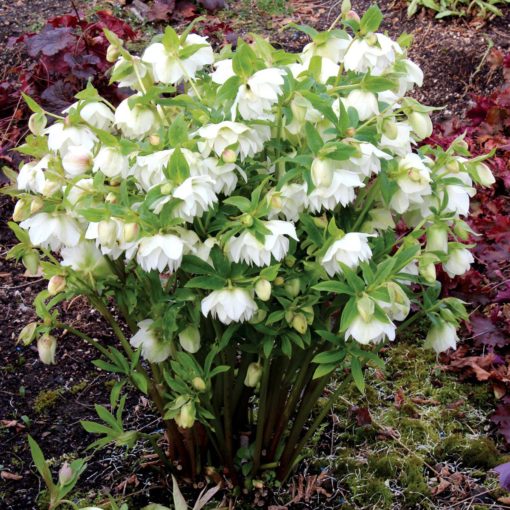 Helleborus WINTER JEWELS™ 'Sparkling Diamond'