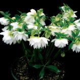 Helleborus WINTER JEWELS™ 'Sparkling Diamond'