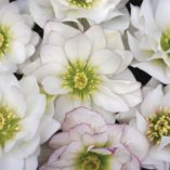 Helleborus WINTER JEWELS™ 'Sparkling Diamond'