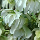 Helleborus WINTER JEWELS™ 'Sparkling Diamond'