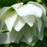 Helleborus WINTER JEWELS™ 'Sparkling Diamond'