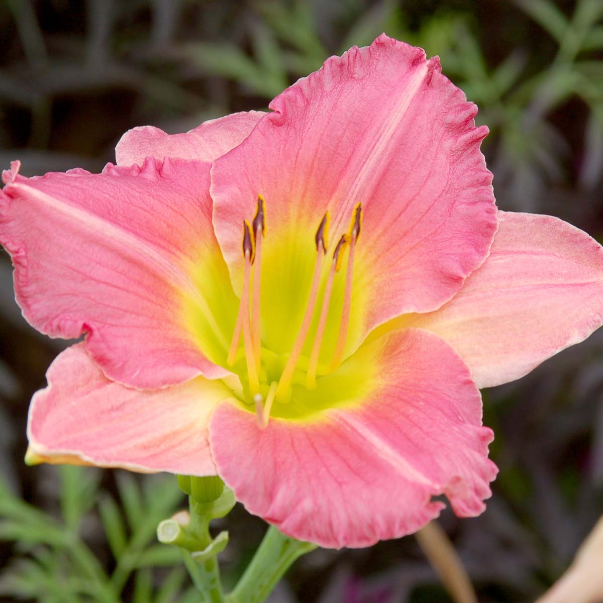 Hemerocallis 'Final Touch'