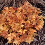 Heuchera 'Amber Waves'