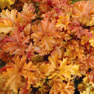 Heuchera 'Amber Waves'