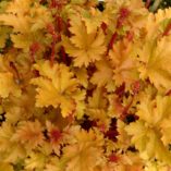 Heuchera 'Amber Waves'