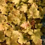 Heuchera 'Amber Waves'