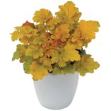 Heuchera 'Amber Waves'