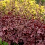 Heuchera 'Amethyst Myst'