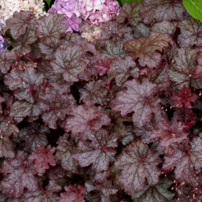 Heuchera 'Amethyst Myst'