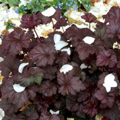 Heuchera 'Amethyst Myst'