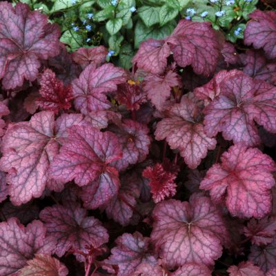 Heuchera 'Amethyst Myst'