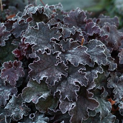 Heuchera 'Amethyst Myst'