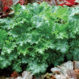 Heuchera 'Apple Crisp'