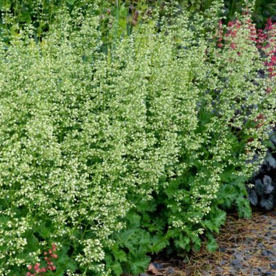 Heuchera 'Apple Crisp'