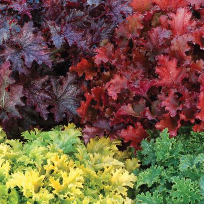 Heuchera 'Apple Crisp'