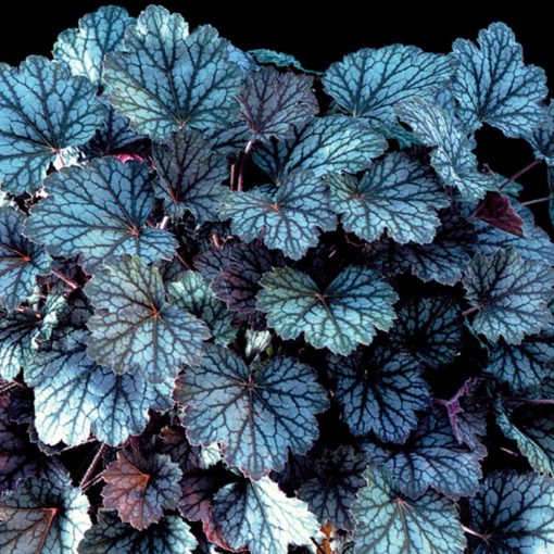 Heuchera 'Autumn Haze'