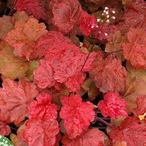 Heuchera 'Autumn Leaves'