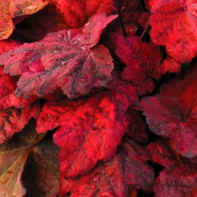 Heuchera 'Autumn Leaves'