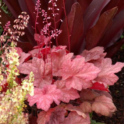 Heuchera 'Autumn Leaves'