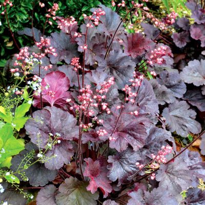 Heuchera 'Bella Notte'