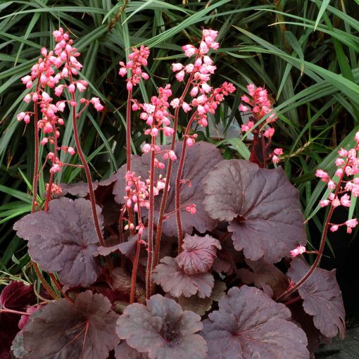 Heuchera ‘Bella Notte’ | TERRA NOVA® Nurseries, Inc.