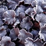 Heuchera 'Bella Notte'