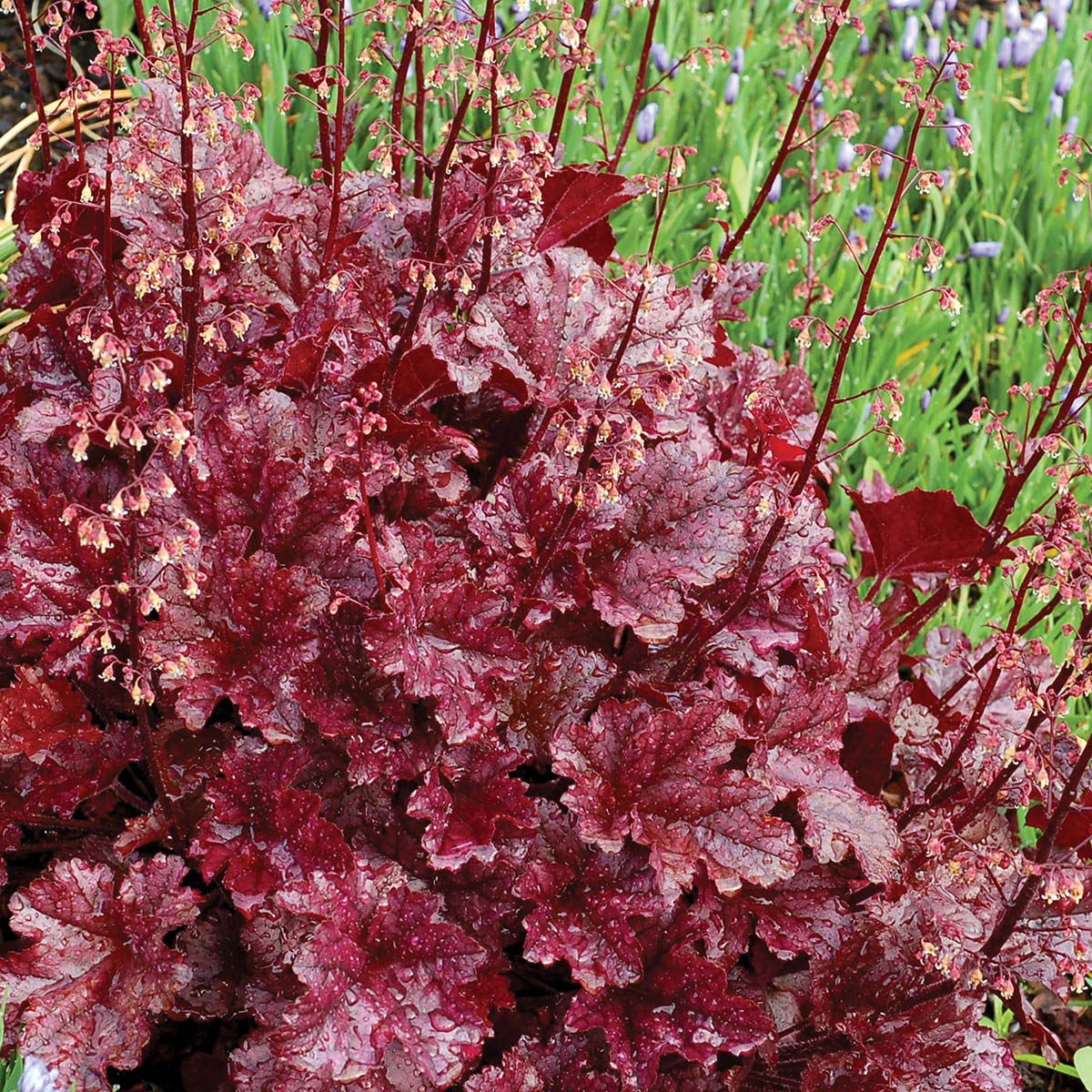 Heuchera 'Berry Marmalade'