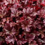 Heuchera 'Berry Marmalade'