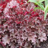 Heuchera 'Berry Marmalade'