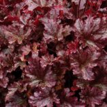 Heuchera 'Berry Marmalade'