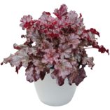 Heuchera 'Berry Marmalade'