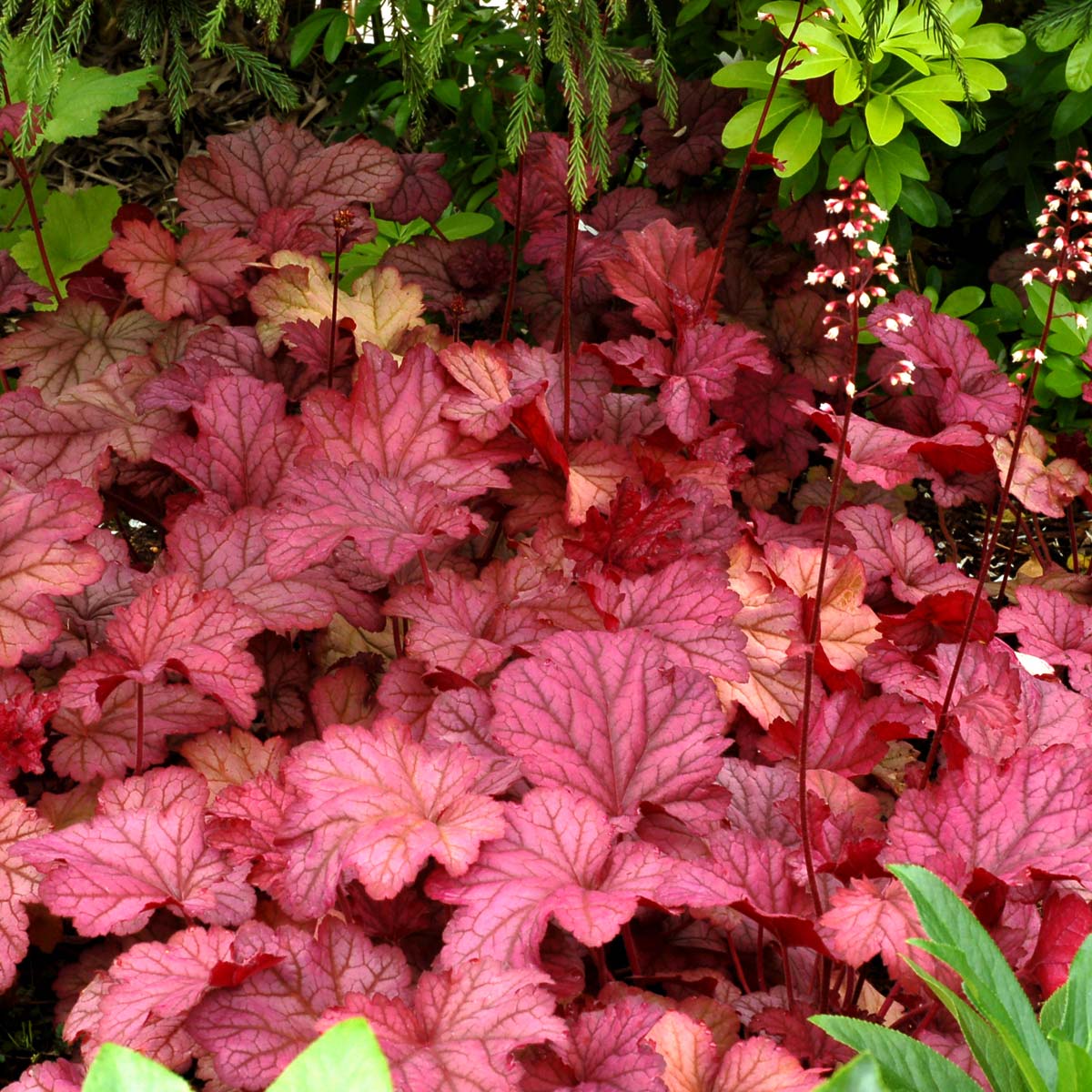 Heuchera 'Berry Smoothie'